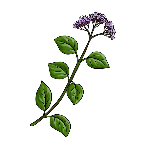 drawing plant of oregano isolated at white background - Φωτογραφία, εικόνα