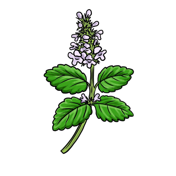 drawing plant of lemon balm isolated at white background - Foto, immagini