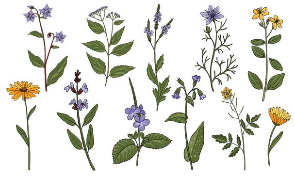 vector drawing medicinal plants - Вектор,изображение
