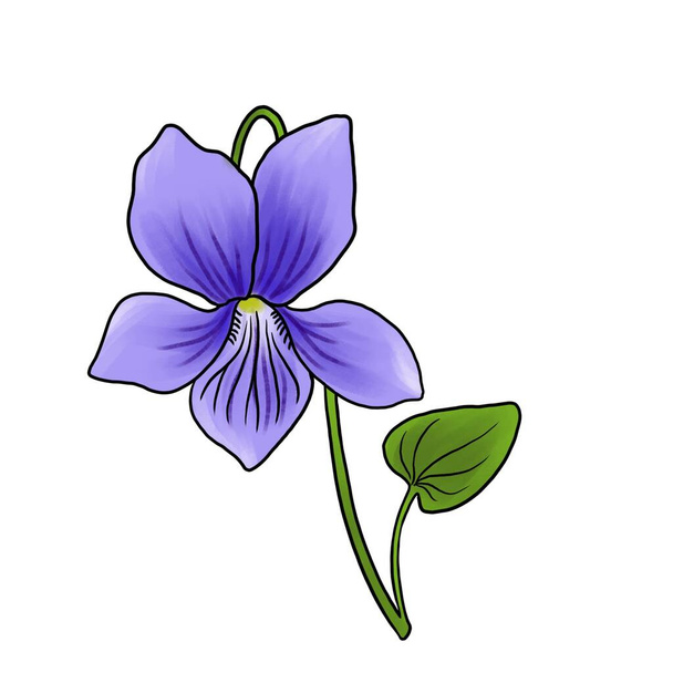 drawing flower of viola isolated at white background - Foto, Imagen