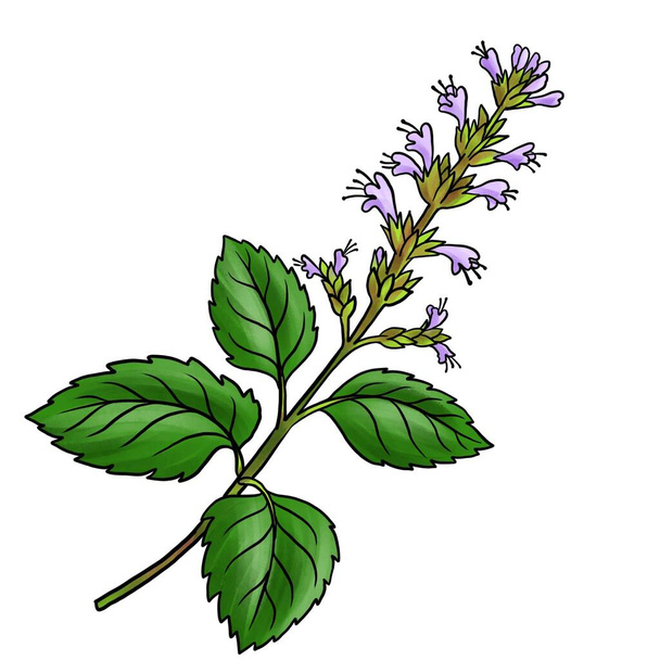 drawing flower of patchouli isolated at white background - Φωτογραφία, εικόνα