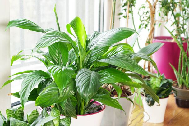 Grün blüht im Topf auf der Fensterbank. Home Gardening, Home Hobbies Konzept. - Foto, Bild