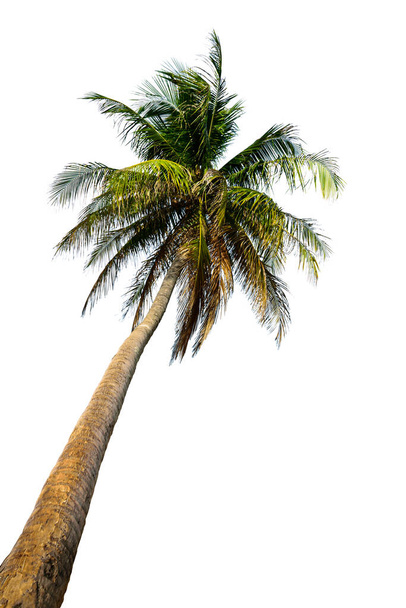 Kokospalmen isoliert auf weißem Hintergrund. inkl. Schneideweg. - Foto, Bild