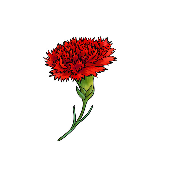 drawing flower of carnation isolated at white background - Foto, Imagen
