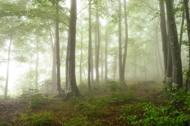 Foggy forest - Foto, afbeelding