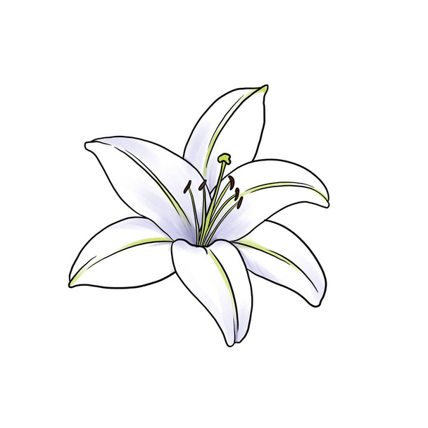 drawing flower of white lily isolated at white background - Фото, зображення