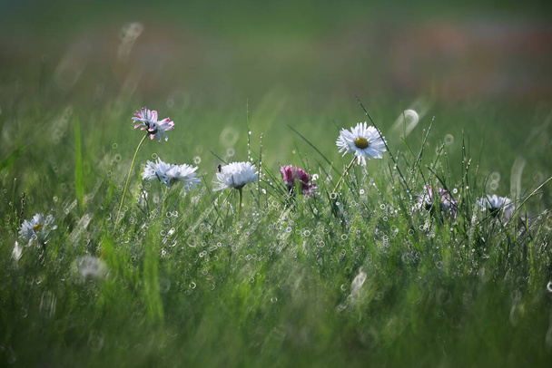 Flor salvaje. Pequeñas flores en un prado verde primavera. - Foto, Imagen