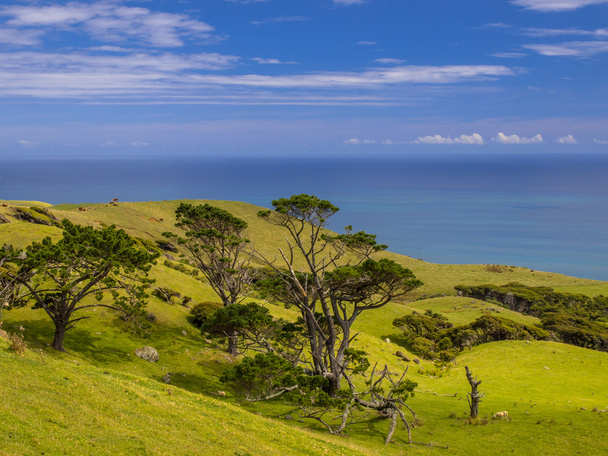 Neuseeland Landschaft grüne Hügel mit Meer - Foto, Bild