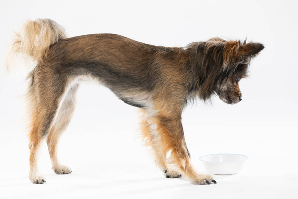 Side view of a standing dog looking at its bowl. Multi-breed dog. - Foto, Imagen