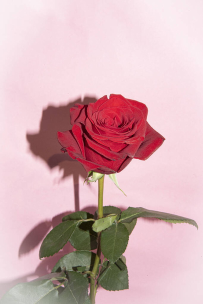 jemná červená růže na růžovém pozadí - Fotografie, Obrázek