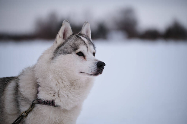 Siberian husky of gray white color with brown eyes stands on special steak out chain in winter and looks away. Very beautiful northern fluffy purebred dog. Strong and hardy. Portrait in profile. - Fotografie, Obrázek