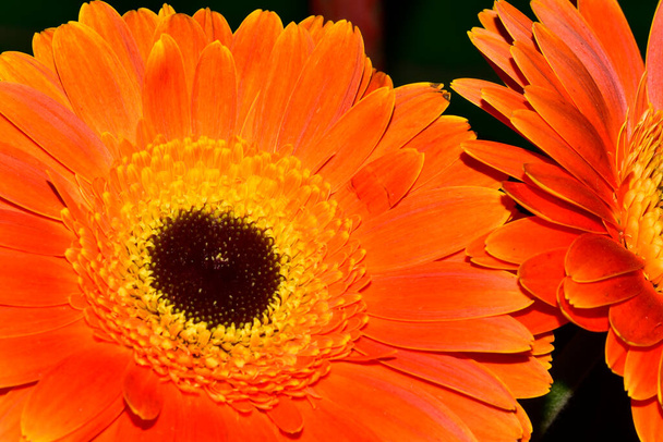 beautiful gerbera flowers, close up view - 写真・画像