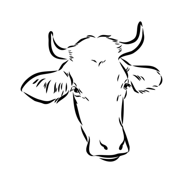 Vaca aislada comiendo hierba sobre un fondo blanco. Dibujo en blanco y negro línea silueta vector ilustración. - Vector, imagen