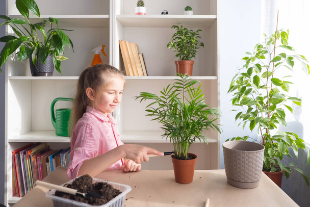 Girl kid transplant flowers by adding soil to the pots on the table. Home garden concept. - Valokuva, kuva