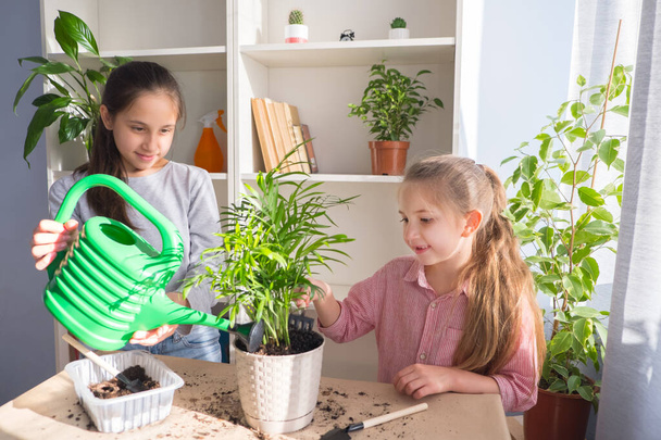 Sister girls transplant flowers into pots on table. Watered after transplant. Home garden concept. - 写真・画像