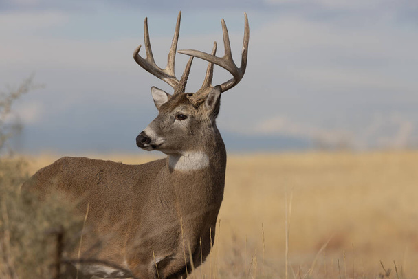 a buck whitetail deer during the rut in Colorado in autumn - Photo, Image