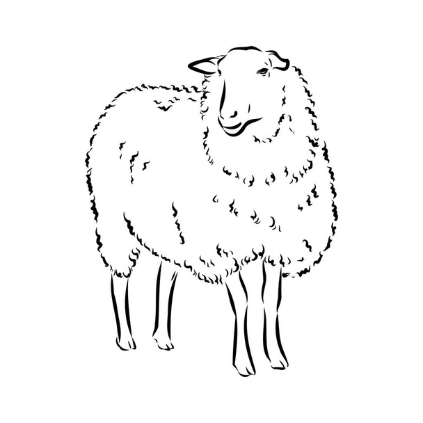 Estilo de esboço de ovelhas. Ilustração desenhada à mão de belo animal preto e branco. Desenho de arte de linha em estilo vintage. Imagem realista
. - Vetor, Imagem