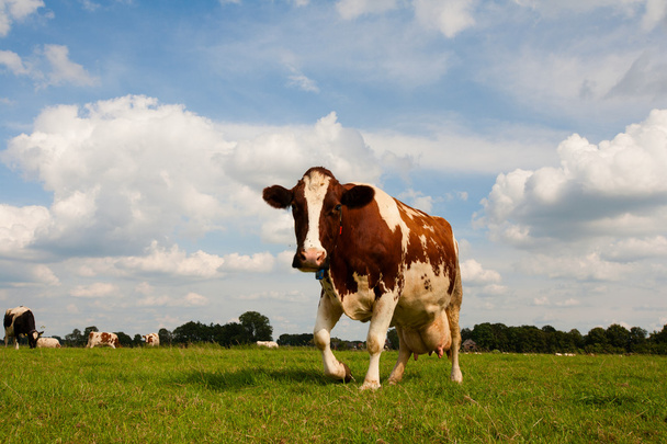 Dutch cow - Foto, Imagem
