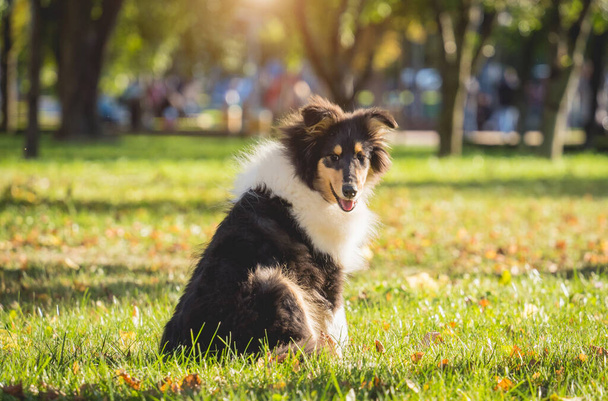 Portrait of cute rough collie dog at the park. - Foto, afbeelding
