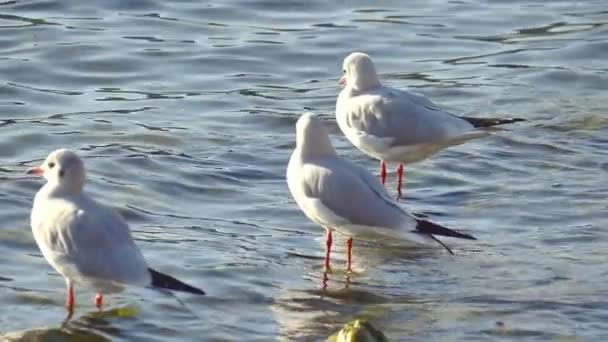 gaivotas no lago fechar em câmera lenta - Filmagem, Vídeo