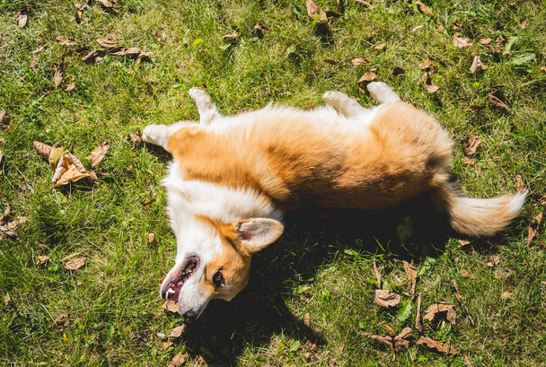 Portrait des süßen walisischen Corgi-Hundes im Park. - Foto, Bild