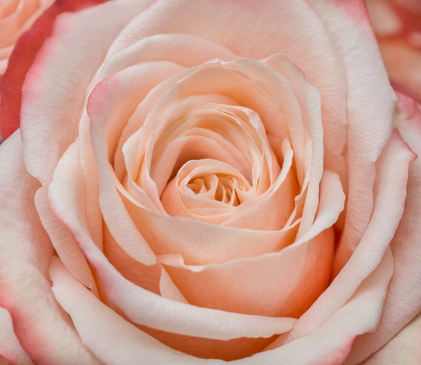 pink rose petals - Фото, изображение