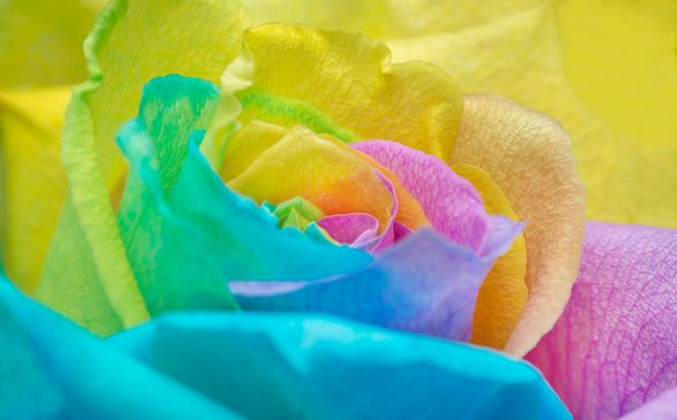 レインボー ローズの花びら - 写真・画像
