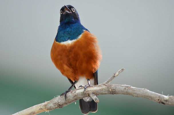 Colorful superb starling is singing a song - Fotografie, Obrázek