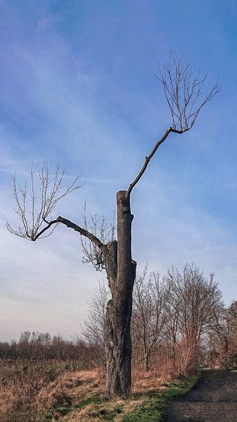 Strangely cut tree with only two branches - Photo, image