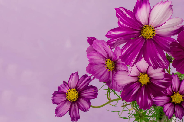flor del cosmos aislada sobre un fondo púrpura texturizado - Foto, imagen
