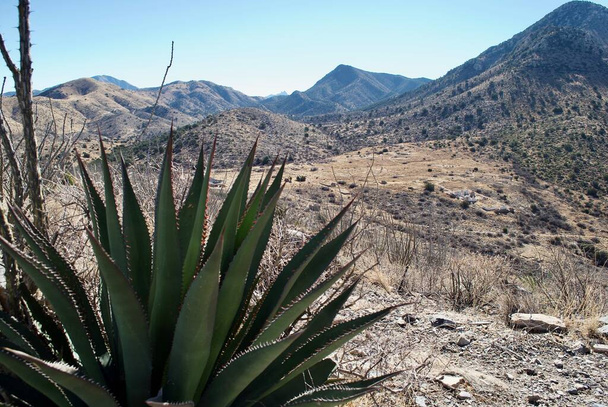 Fort Bowie National Historical Site in Arizona. Fort Bowie was a 19th-century outpost of the United States Army. An agave plant with an overview of the park from overlook ridge.  - Foto, Bild