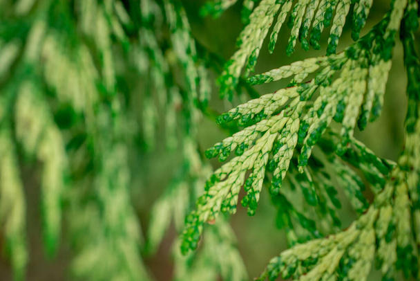 Green structure from branches of a thuja - Photo, Image