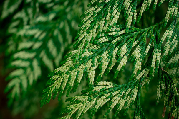 Зеленая структура из ветвей туи - Фото, изображение