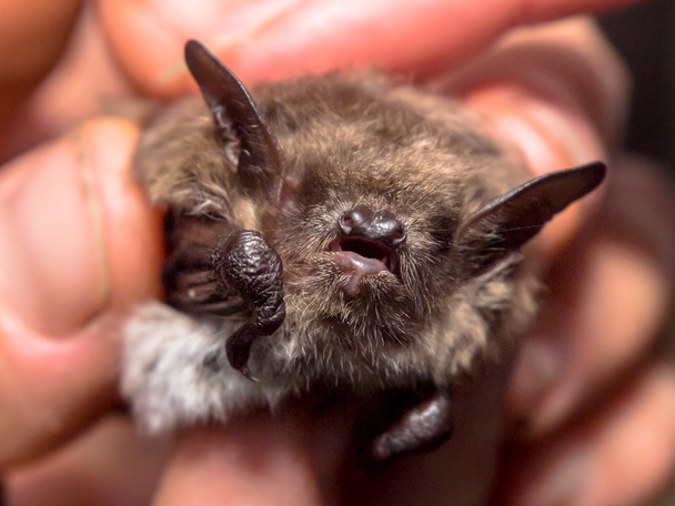 head of bat (Myotis Dasycneme) caught for research - Photo, Image