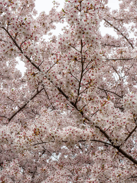 kukkivat kirsikkapuut keväällä - Valokuva, kuva