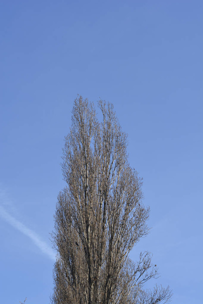 Lombardy poplar bare branches against blue sky - Latin name - Populus nigra var. italica - Photo, image