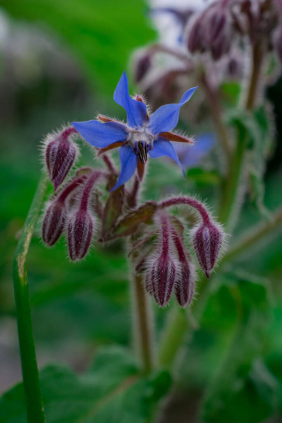 Közelkép vagy Borage (Starflower), egy európai növény néha használt - Fotó, kép