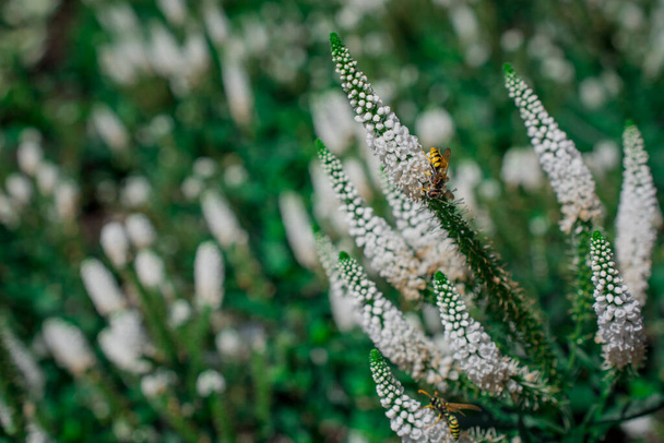 Jardín blanco speedwell flores Veronica longifolia - Foto, imagen