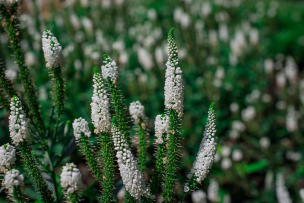 Цветы из белого сада Veronica longifolia - Фото, изображение