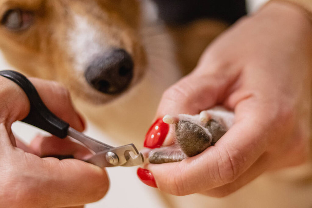 Dog basenji nail safety trimming with clippers at grooming salon - Foto, Imagem
