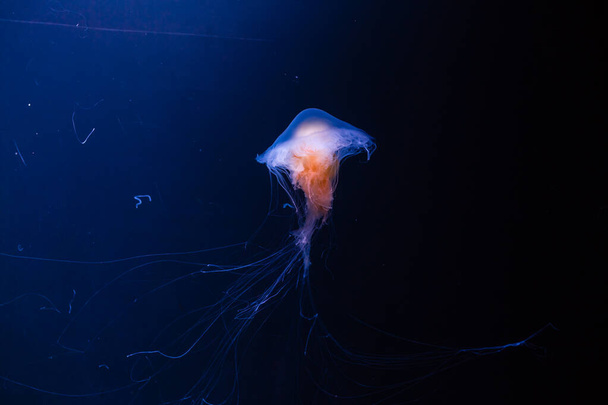 Small jellyfishes illuminated with blue light swimming in aquarium. - Valokuva, kuva