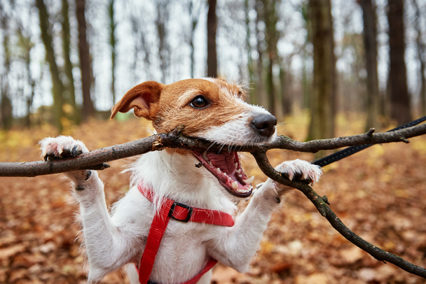Dog play with a branch in autumn forest - Photo, Image