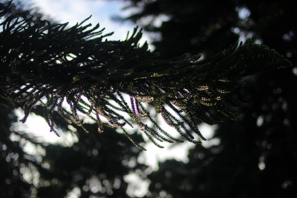 Desenfocar fondo abstracto de ramas de abeto con gotas de rocío en la mañana - Foto, imagen