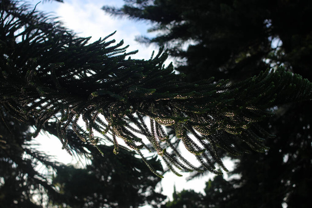 Defocus abstract background of spruce tree branches with dewdrops in the morning - Photo, Image