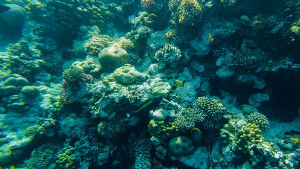 Ο κοραλλιογενής ύφαλος της κόκκινης θάλασσας. Κοράλλια κοντά. - Φωτογραφία, εικόνα