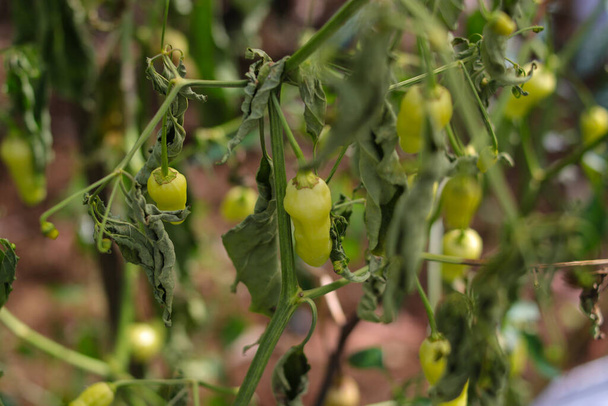 Οι πιπεριές Καγιέν είναι νεκρές και τα φύλλα μαραίνονται λόγω ιογενών ασθενειών και βιολογικών παρασίτων και φυσιολογικών διαταραχών στον κήπο.. - Φωτογραφία, εικόνα