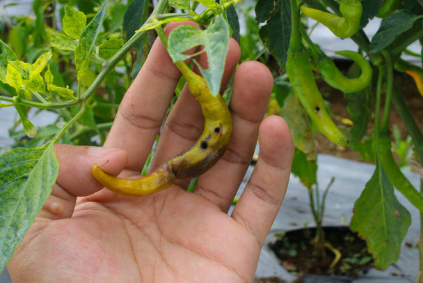 Close-up άποψη της Cayenne πιπέρι στο χέρι δέχεται επίθεση από ιογενείς ασθένειες και βιολογικά παράσιτα και φυσιολογικές διαταραχές στον κήπο. Γεωργία, φυτοϋγειονομική μέριμνα και καταπολέμηση επιβλαβών οργανισμών - Φωτογραφία, εικόνα