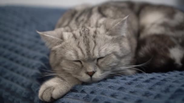 British gray cat sleeps on the bed in the bedroom. The domestic cat is resting. The camera moves away from the cat. - Felvétel, videó