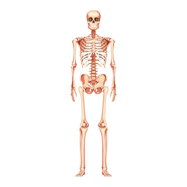 Esqueleto Vista anterior frontal humana se encuentra recta. Concepto realista de color natural plano anatómico médicamente preciso - Vector, imagen