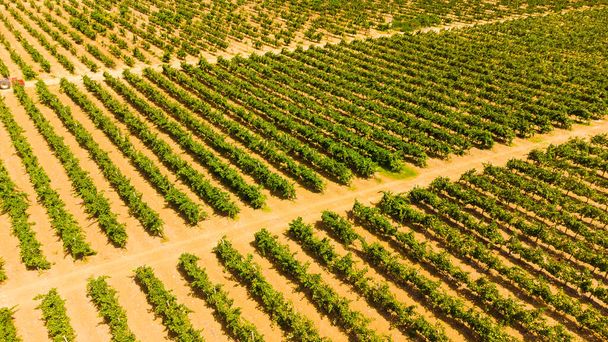 Viinitarhat ja oliivitarhat Kreetan saaren eteläosassa - Valokuva, kuva